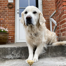 Indlæs billede til gallerivisning Hund